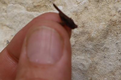 <i>Tetrix subulata</i>