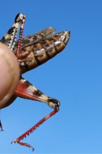 <i>Calliptamus barbarus</i>