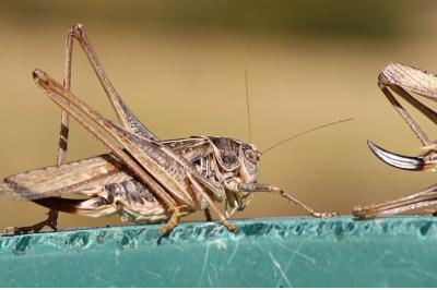 <i>Platycleis affinis</i>