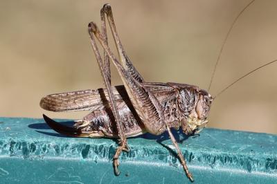 <i>Platycleis albopunctata</i>