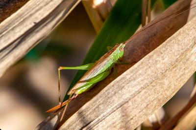 <i>Conocephalus fuscus</i>