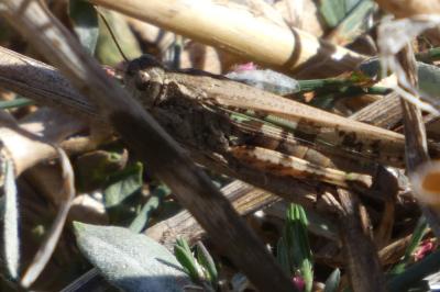 <i>Aiolopus thalassinus</i>