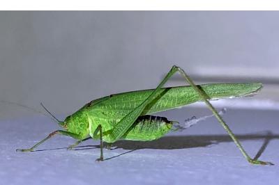 <i>Phaneroptera falcata</i>