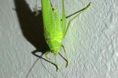 <i>Phaneroptera falcata</i>