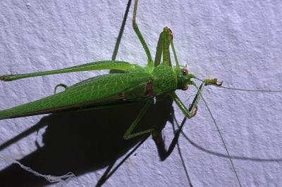 <i>Phaneroptera falcata</i>