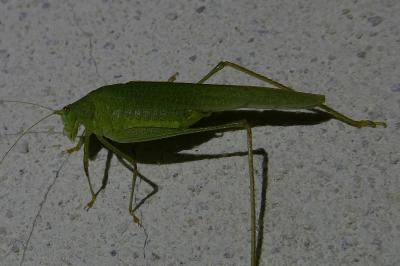 <i>Phaneroptera falcata</i>