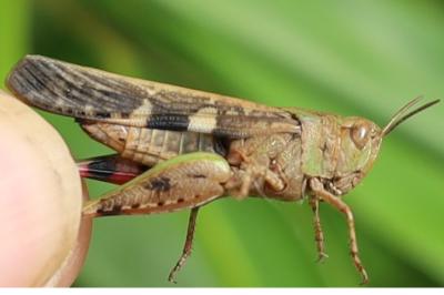 <i>Aiolopus strepens</i>