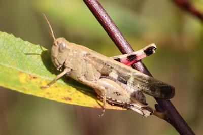 <i>Aiolopus strepens</i>
