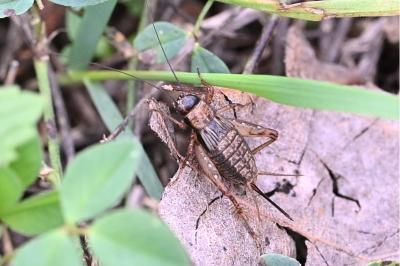 <i>Nemobius sylvestris</i>