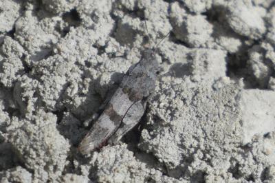 <i>Oedipoda caerulescens</i>