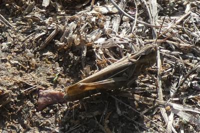 <i>Aiolopus strepens</i>