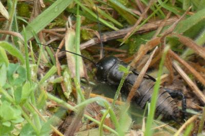 <i>Gryllus campestris</i>