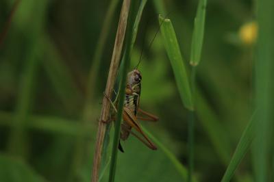 <i>Roeseliana roeselii</i>