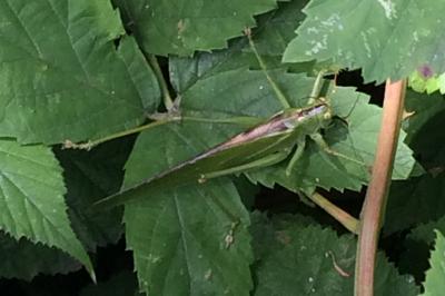 <i>Tettigonia viridissima</i>