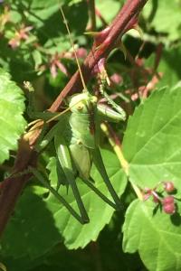<i>Tettigonia viridissima</i>