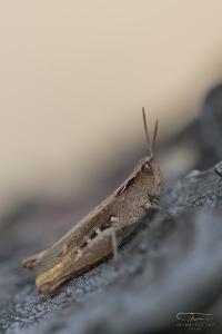 <i>Gomphocerippus vagans</i>
