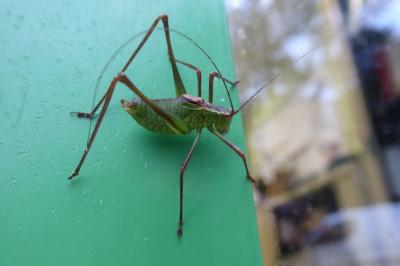 <i>Leptophyes punctatissima</i>