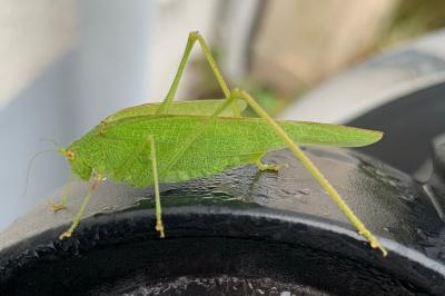 <i>Phaneroptera nana</i>