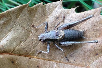 <i>Pholidoptera griseoaptera</i>