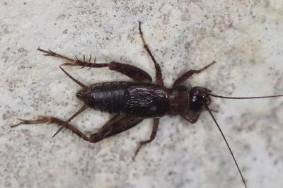 <i>Nemobius sylvestris</i>