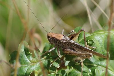 <i>Platycleis</i>