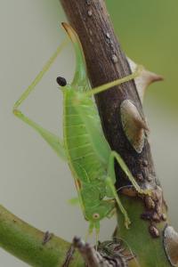 <i>Meconema meridionale</i>