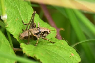 <i>Pholidoptera griseoaptera</i>