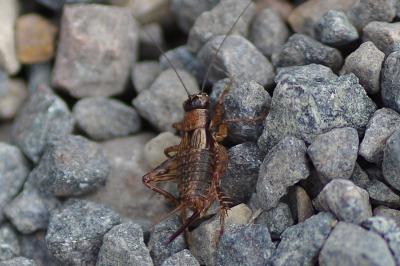 <i>Nemobius sylvestris</i>