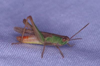 <i>Chorthippus dorsatus</i>