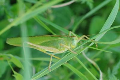 <i>Tettigonia viridissima</i>