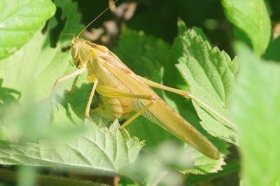 <i>Tettigonia viridissima</i>