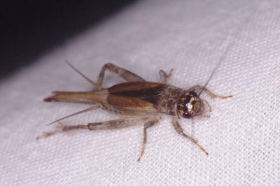 <i>Eumodicogryllus bordigalensis</i>