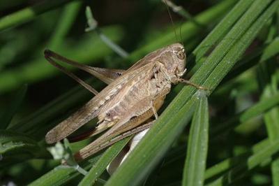 <i>Platycleis affinis</i>