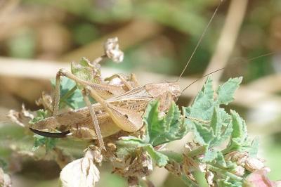 <i>Platycleis albopunctata</i>