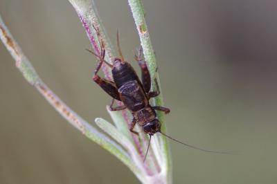 <i>Nemobius sylvestris</i>