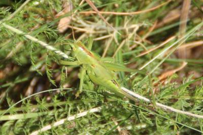 <i>Tettigonia viridissima</i>