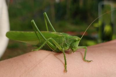 <i>Tettigonia viridissima</i>