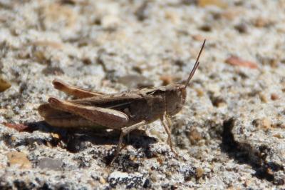 <i>Chorthippus</i>