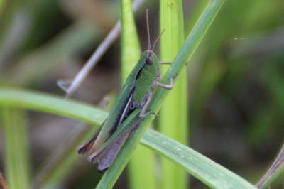 <i>Stenobothrus lineatus</i>