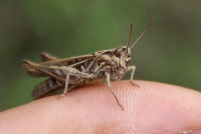 <i>Chorthippus</i>