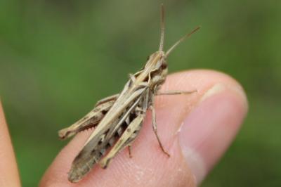 <i>Chorthippus</i>