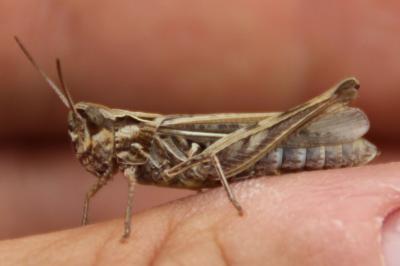 <i>Chorthippus</i>