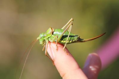 <i>Ephippiger diurnus</i>