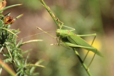 <i>Phaneroptera nana</i>