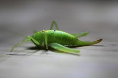 <i>Meconema meridionale</i>