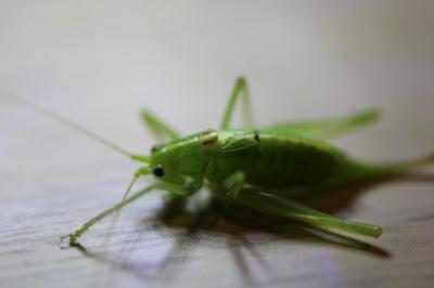 <i>Meconema meridionale</i>