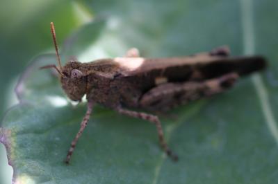 <i>Aiolopus strepens</i>