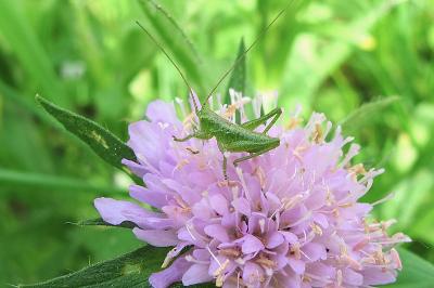 <i>Tettigonia viridissima</i>