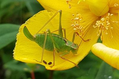 <i>Leptophyes punctatissima</i>