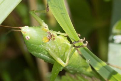 <i>Ruspolia nitidula</i>